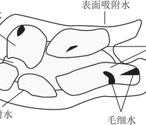 与煤颗粒有关的水的形态