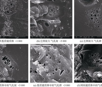 沁水盆地南部石炭–二叠纪高阶煤中的气孔