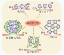 CA固定方法