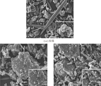 神府原煤及煤岩组分高温石墨化碳的扫描电镜